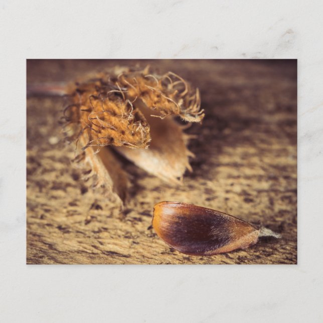 Postal Wenn en Samen zum Baum wird.. (Anverso)