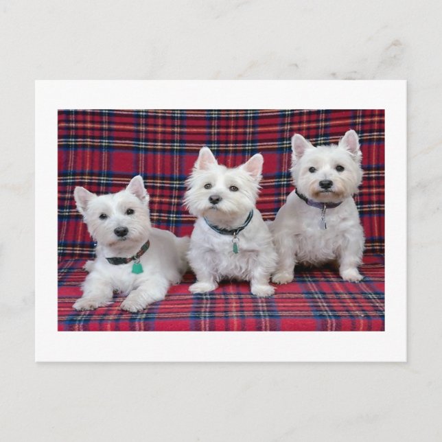 Postal West Highland Terrier (Anverso)