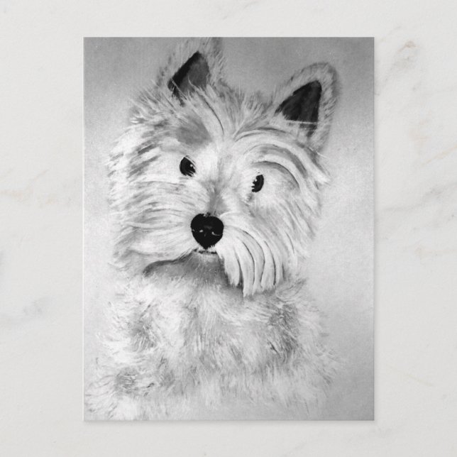 Postal West Highland White Terrier Postcard (Anverso)
