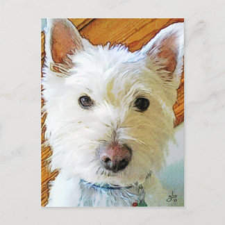 Postal West Highland White Terrier te mira