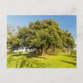 Postal Westbury Court Garden Tree Postcard
