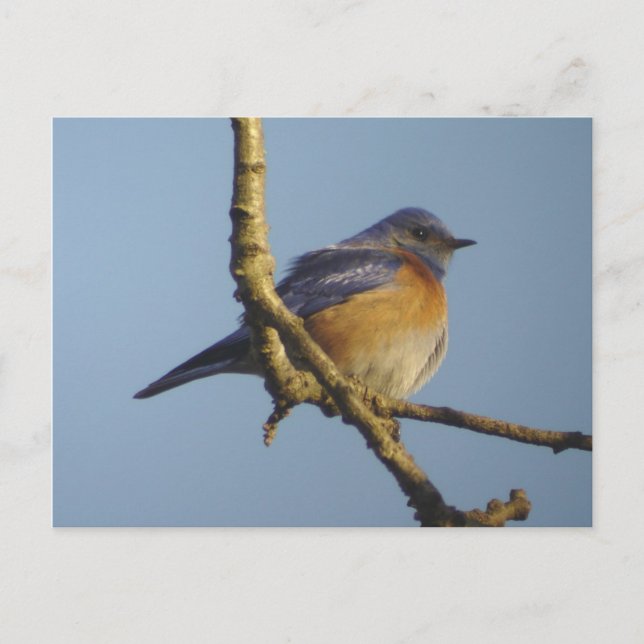 Postal Western Bluebird 1 (Anverso)
