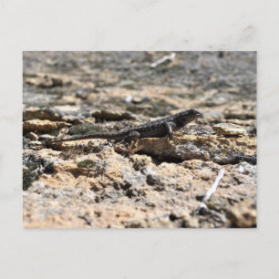 Postal Western Fence Lizard