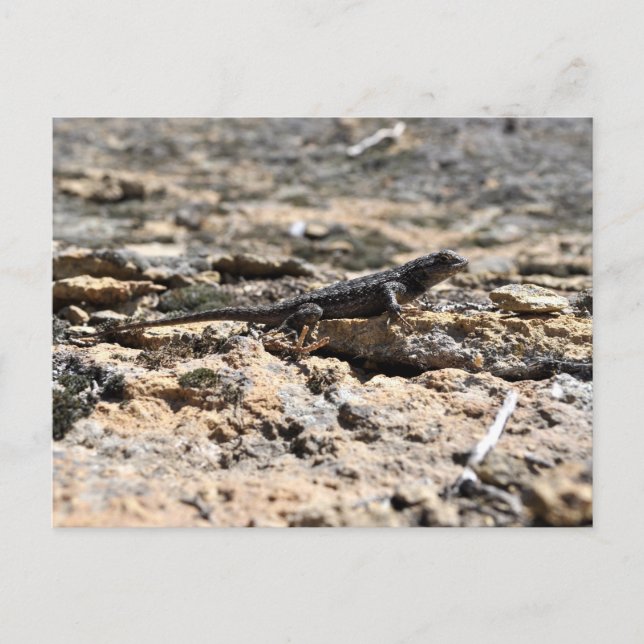 Postal Western Fence Lizard (Anverso)