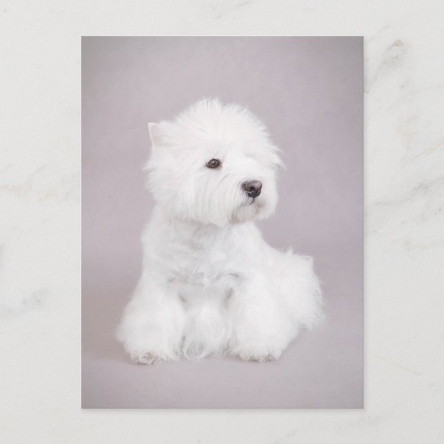 Postal Westie (Anverso)