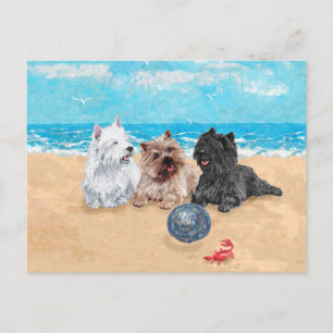 Postal Westie con Cairn Terriers en la Playa