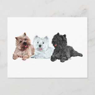 Postal Westie con dos Cairn Terriers