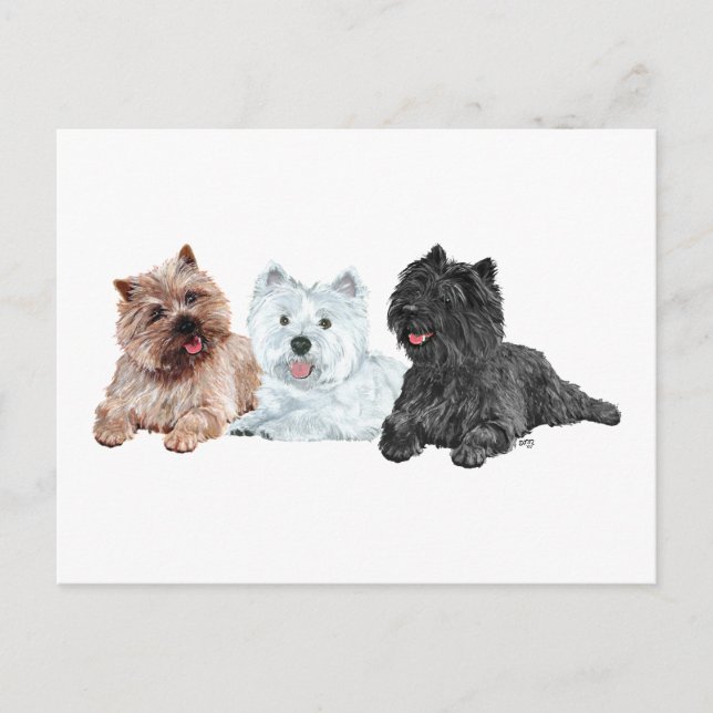 Postal Westie con dos Cairn Terriers (Anverso)