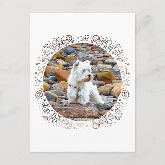 Postal Westie en las Rocas (Anverso)