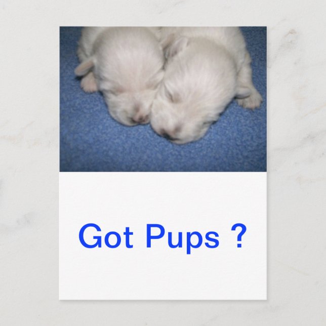 Postal Westie Pups Sleeping (Anverso)