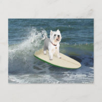 Westie Surfista