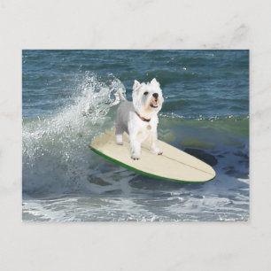 Postal Westie Surfista