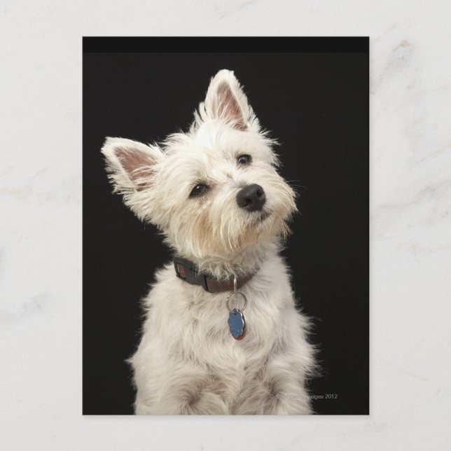 Postal Westie (West Highland terrier) con cuello (Anverso)