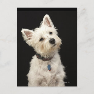 Postal Westie (West Highland terrier) con cuello
