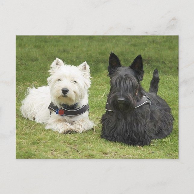 Postal Westie y Scottie Césped Verde (Anverso)