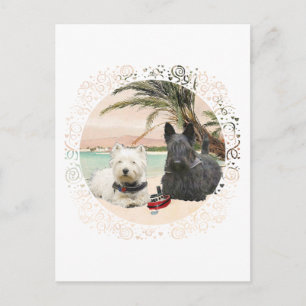 Postal Westie y Scottie en la playa de Palmy