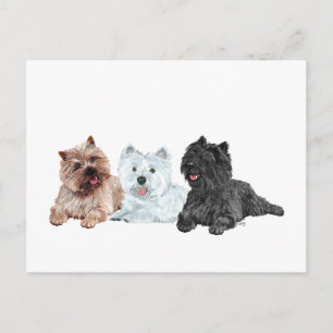 Postal Westie y Terriers Cairn