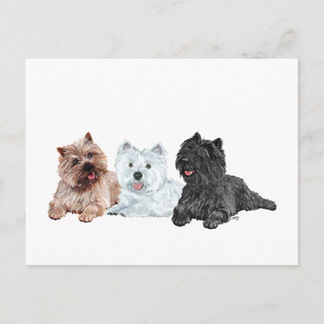 Postal Westie y Terriers Cairn (Anverso)