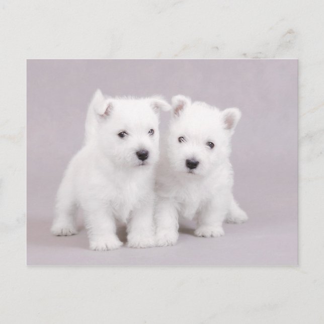 Postal Westies (Anverso)