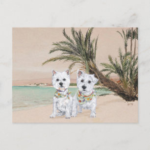 Postal Westies en una playa de Palmeras