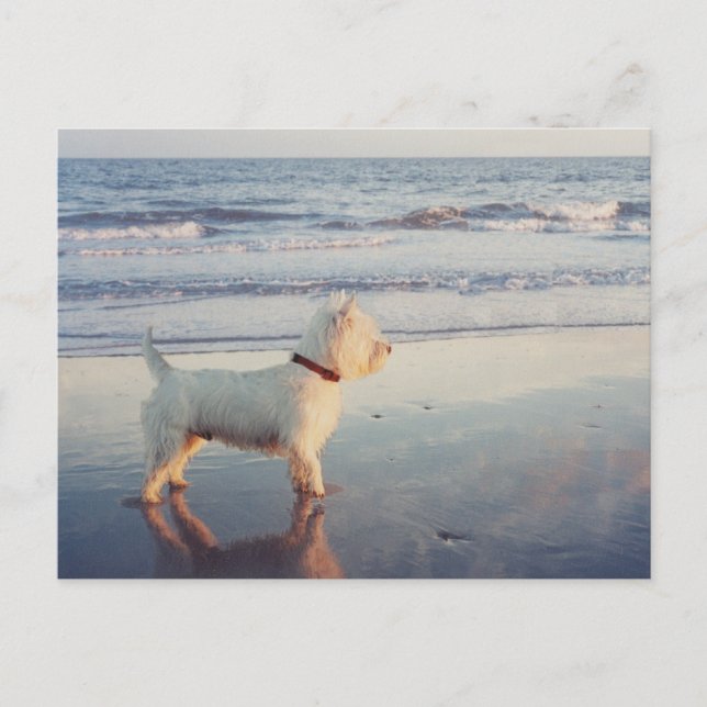 Postal Westies y el Océano (Anverso)