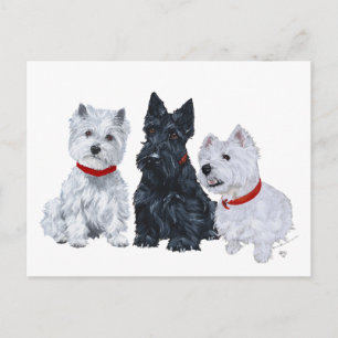 Postal Westies y un Scottie Juntos