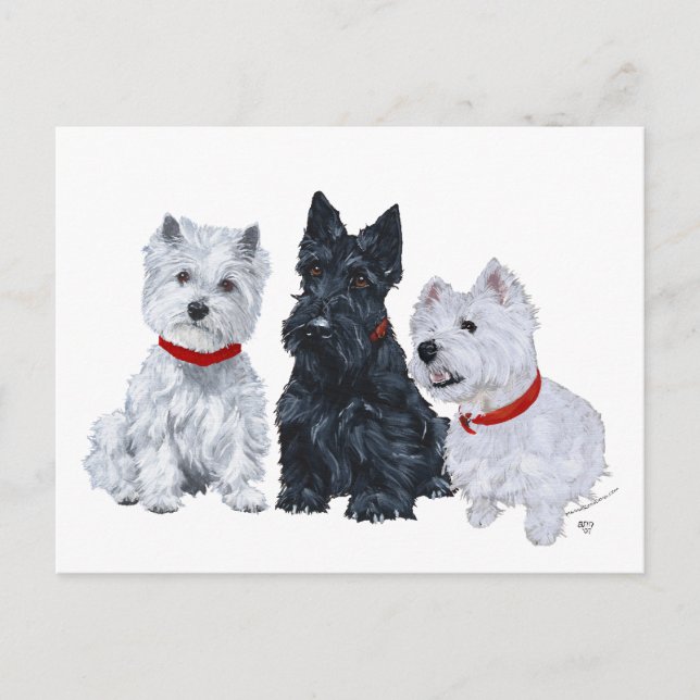 Postal Westies y un Scottie Juntos (Anverso)