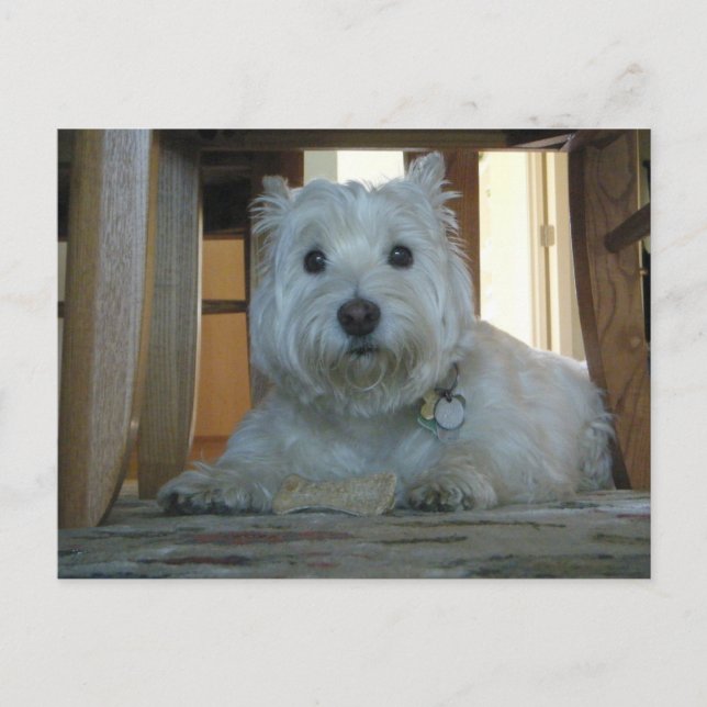 Postal Westin with Dog Bone Photo Postcard (Anverso)
