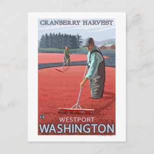 Postal Westport, Washington Cranberry Bog Harvest