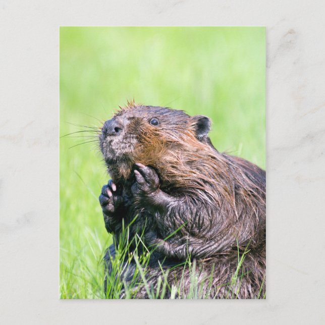 Postal Wet Beaver (Anverso)