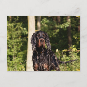 Postal Wet Gordon Setter