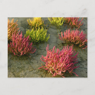 Postal Wetland