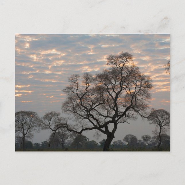 Postal Wetlands Pantanal | Sudamérica, Brasil (Anverso)