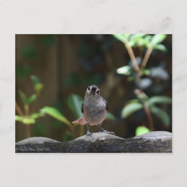 Postal Whatcha Doin (Anverso)