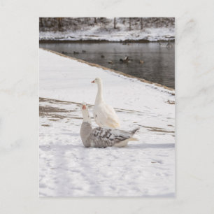 Postal Whats Up Goose