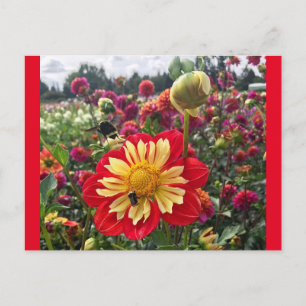 Postal Wheels Dahlia