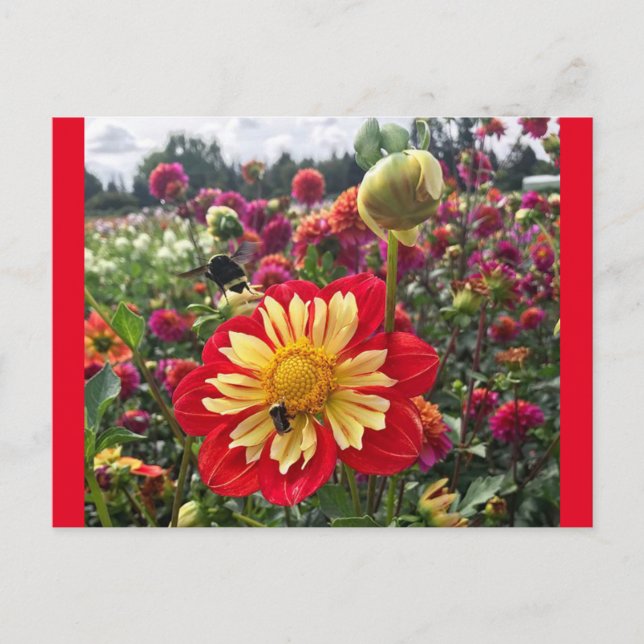 Postal Wheels Dahlia (Anverso)