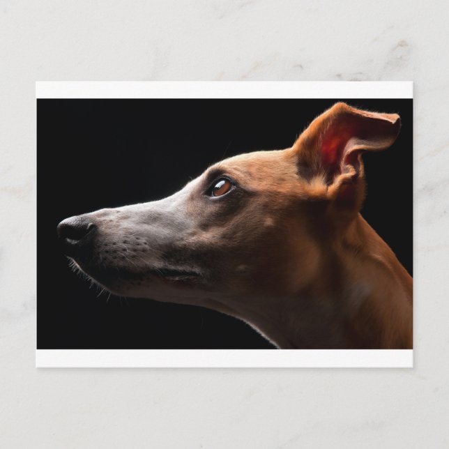Postal Whippet (Anverso)
