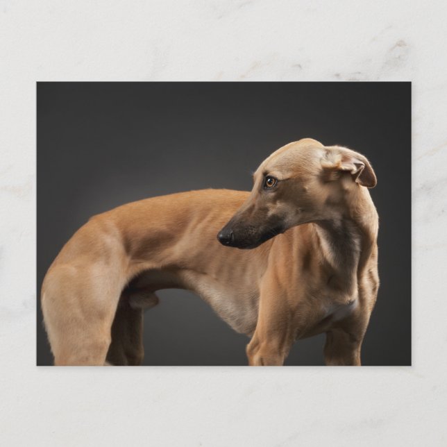 Postal Whippet (Anverso)