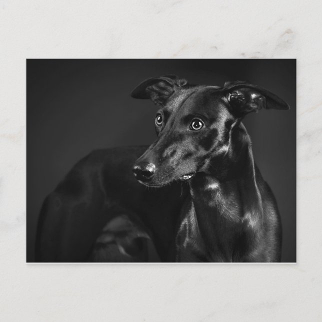 Postal Whippet negro (Anverso)