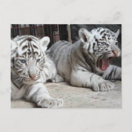 Postal White Bengal Tiger Cubs, Trinidad Postcard