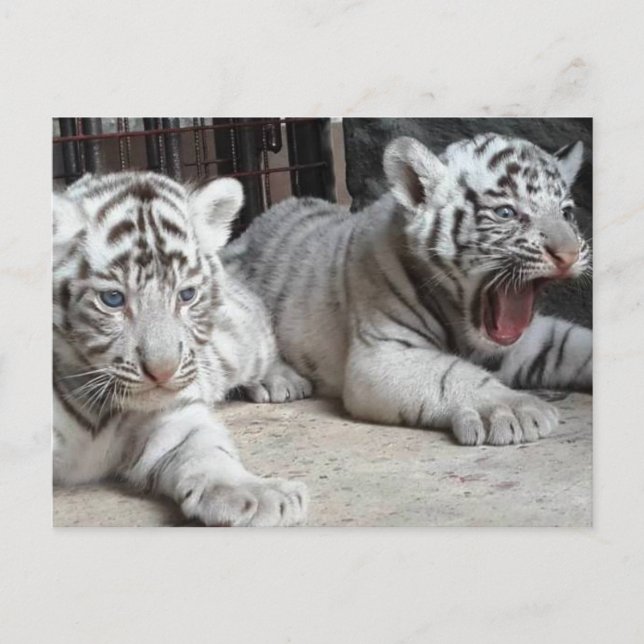 Postal White Bengal Tiger Cubs, Trinidad Postcard (Anverso)