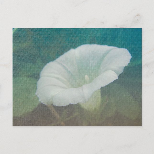 Postal White Bindweed - La salvaje gloria eterna de la ma (Anverso)