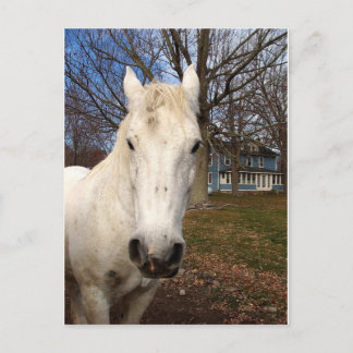 Postal White Clydesdale