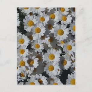 Postal White Daisies