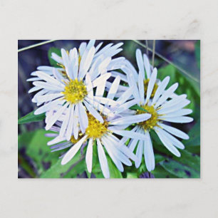 Postal White Daisies