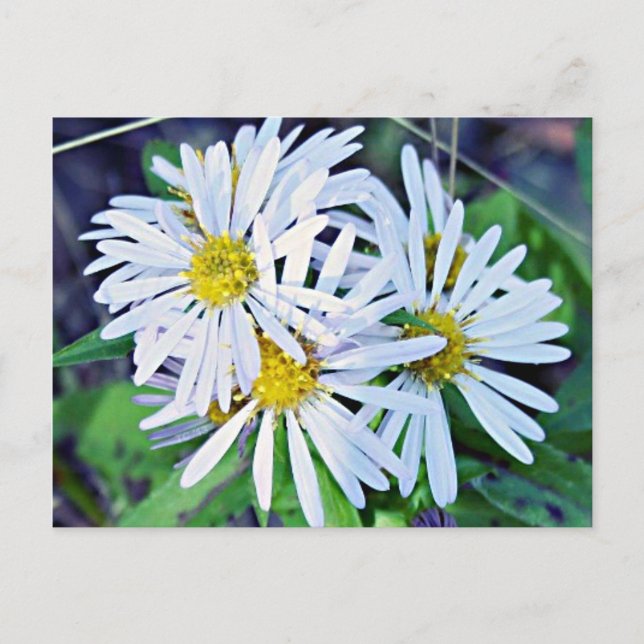 Postal White Daisies (Anverso)