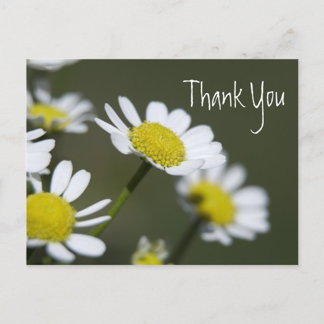 Postal White Daisies Gracias (Anverso)