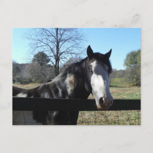 Postal &White de Brown, caballo pintado, cielo azul