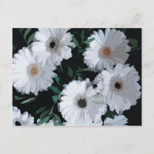 Postal White Gerbera Daisies